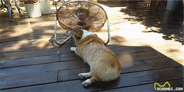 防暑指南：几招教你帮助狗狗度过这个炎炎夏日