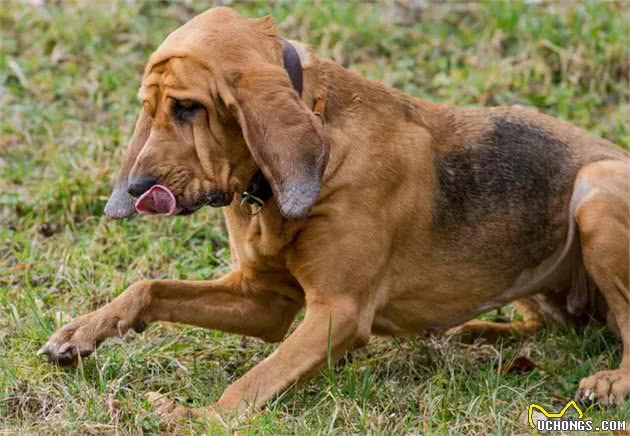 国外十种顶级猎犬，杜高才排第四，第一你想不到