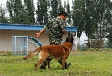 警犬界的新秀：马犬，一只没有胆量养的狗