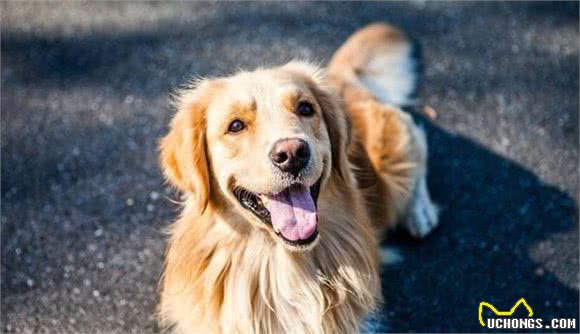 金毛犬真的好养吗？不要被那些“谎言”骗了，盘点它的6大缺点