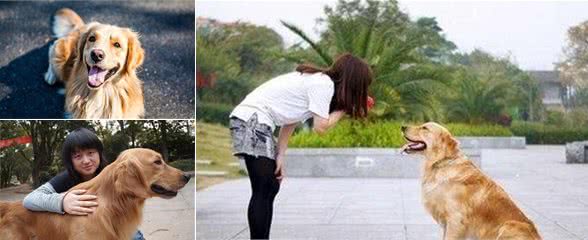 金毛犬真的好养吗？不要被那些“谎言”骗了，盘点它的6大缺点
