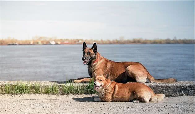 俄罗斯最牛的柯基警犬！别嘲笑小短腿，你不知道它有多厉害