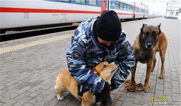 俄罗斯最牛的柯基警犬！别嘲笑小短腿，你不知道它有多厉害