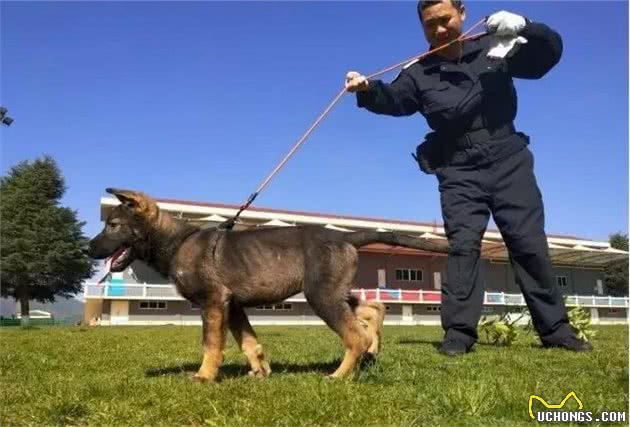 中国第一只克隆警犬，原型战功赫赫，是只国产昆明犬