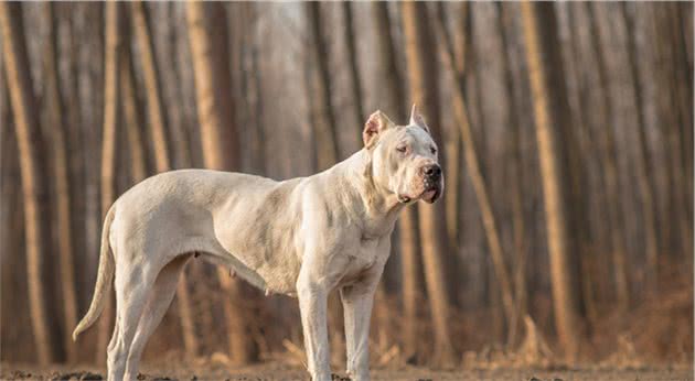 世界十大烈犬最新排名，中国两只狗上榜