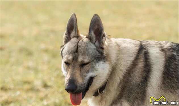 世界十大烈犬最新排名，中国两只狗上榜