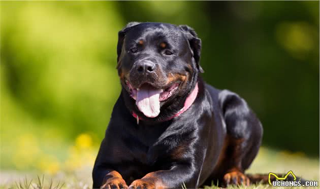 世界十大烈犬最新排名，中国两只狗上榜