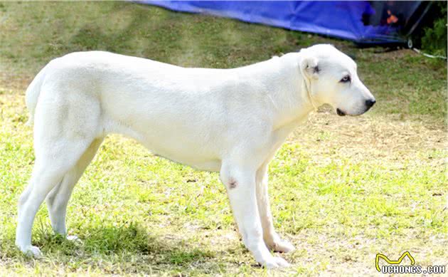 世界十大烈犬最新排名，中国两只狗上榜