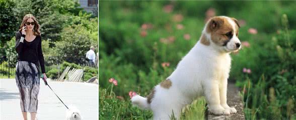 这些错误遛狗行为，对它们“伤害很大”，你有做过吗？