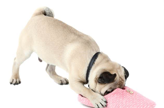 狗狗为什么喜欢偷咬拖鞋，看过后就不会责怪狗狗了