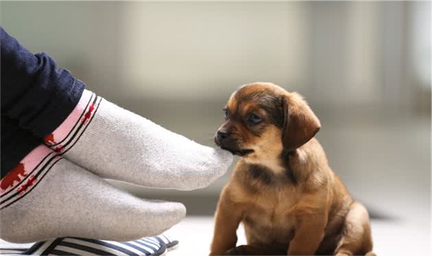 狗狗为什么喜欢偷咬拖鞋，看过后就不会责怪狗狗了