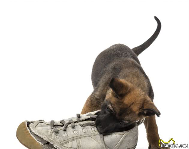 狗狗为什么喜欢偷咬拖鞋，看过后就不会责怪狗狗了