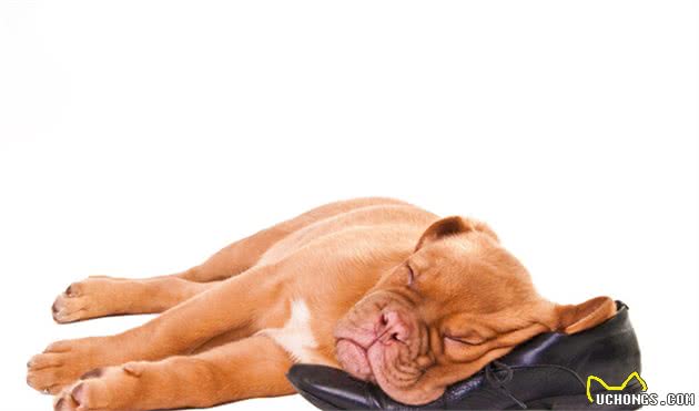 狗狗为什么喜欢偷咬拖鞋，看过后就不会责怪狗狗了