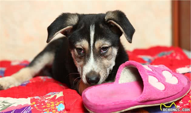 狗狗为什么喜欢偷咬拖鞋,看过后就不会责怪狗狗了