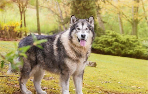 养狗就养“大型犬”，好处多多，不止可以帮你拿快递