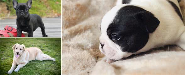 狗狗有体内寄生虫