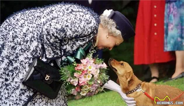 岁月不饶人，女王又一只爱犬离世，如今身边只剩下一只狗狗相伴