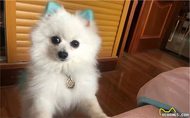 狗狗患糖尿病的原因并非吃糖，铲屎官需了解：患病关键在于胰腺