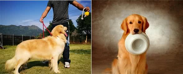 养狗首选“金毛犬”，这几个优点，很少人能拒绝