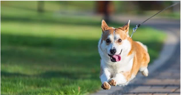 最受欢迎的小型护卫犬—威尔士柯基犬