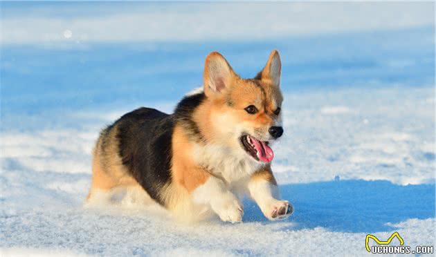 最受欢迎的小型护卫犬—威尔士柯基犬