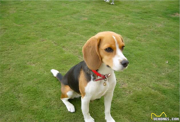 爱养小型犬，就选择这几种小狗，很忠诚