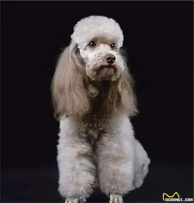 爱养小型犬，就选择这几种小狗，很忠诚
