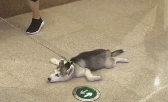 带狗狗出门遛弯，离开家没多远，它就赖在地上不走了该怎么办？