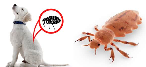 要疯！狗狗猫咪总是抓痒，来说说宠物寄生虫那些事