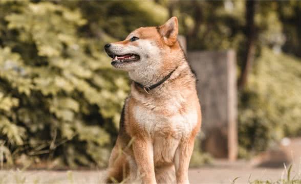 狗狗躺在那里呼吸很快