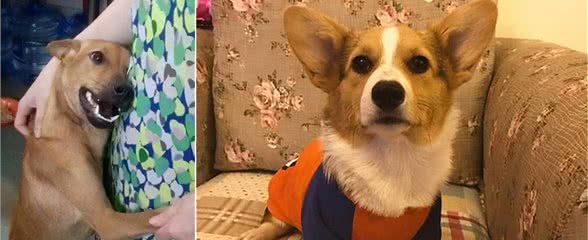 狗狗为什么会乱拉乱尿？主人该如何纠正？办法在这了