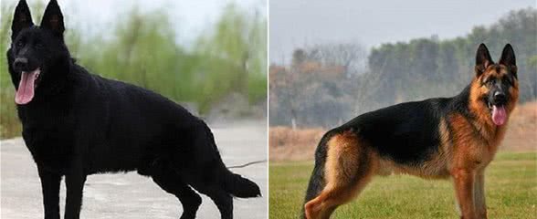 三种德国牧羊犬，在你心中更喜欢哪种？