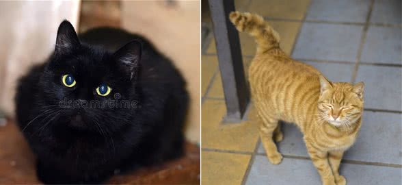 最适合新手养的宠物猫