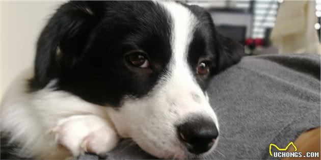 边境牧羊犬被你“养熟”了，会有这几个表现