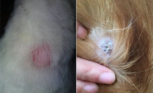 狗狗得了皮肤病