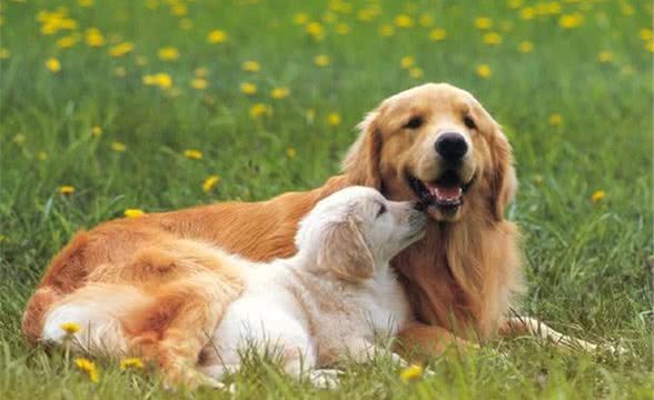 一只狗身上有这些表现,说明被主人“养得好”