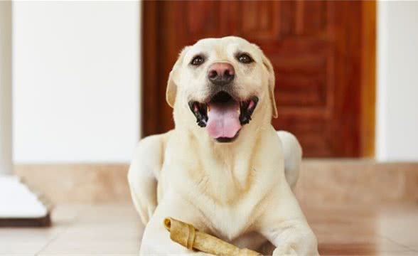 犬副流感（狗狗九大疾病之一）