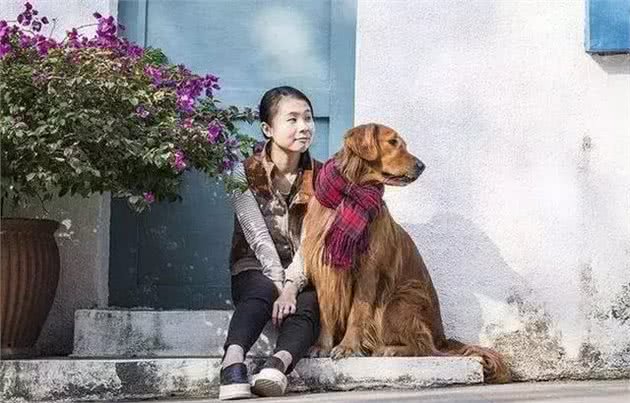 轻松解决金毛犬身上“5大臭”