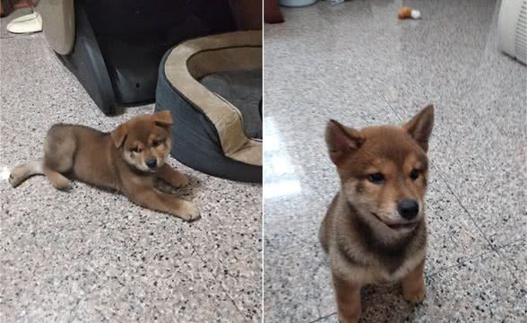 柴犬空中落地踩空，躺在主人怀里哀嚎，到医院后狗狗却秒变精神