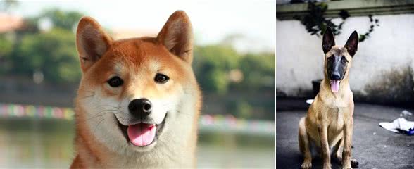 不让狗狗抓坏家具的教育训练