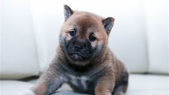 狗狗照护常识，如何照顾新生幼犬？