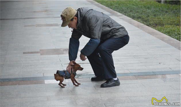 犬中小精灵：小鹿犬（非常适合老人小孩）