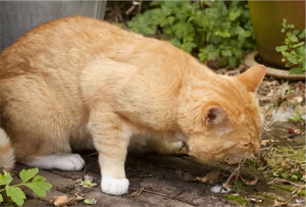 如何辨别猫咪是否染上猫瘟？