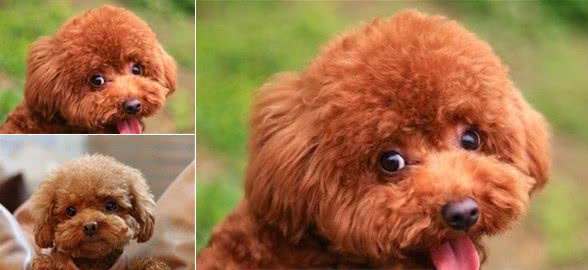 缺乏“营养”的泰迪犬，都有这6种情况，你注意到了吗