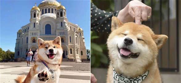 如何让柴犬乖乖洗澡？点进来教你几招