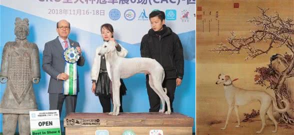 保护本土犬任重而道远！陕西细犬，全世界仅剩不到十只