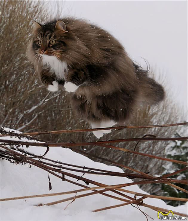 冬日里的雪地精灵—来自北欧国家的挪威森林猫