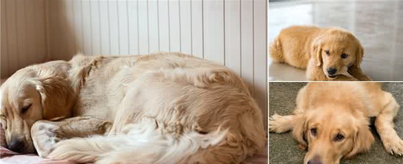 金毛犬出现这些行为，可能处于“痛苦”之中，主人别视而不见
