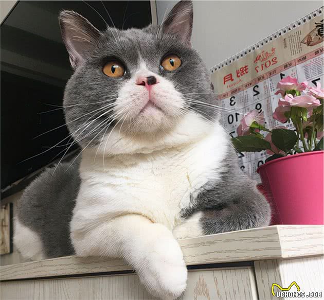 纯种英短猫有这些特征，很多人养的都是串串