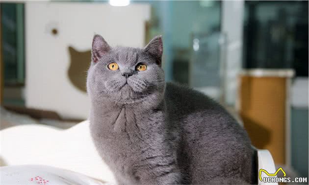 纯种英短猫有这些特征，很多人养的都是串串